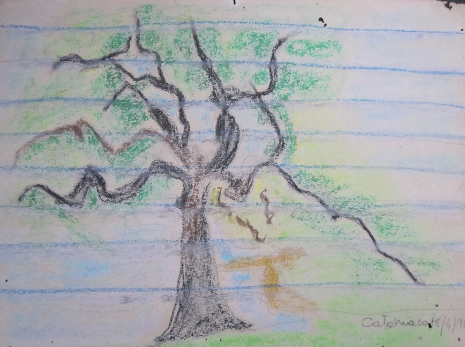..Tree, Catemaco..