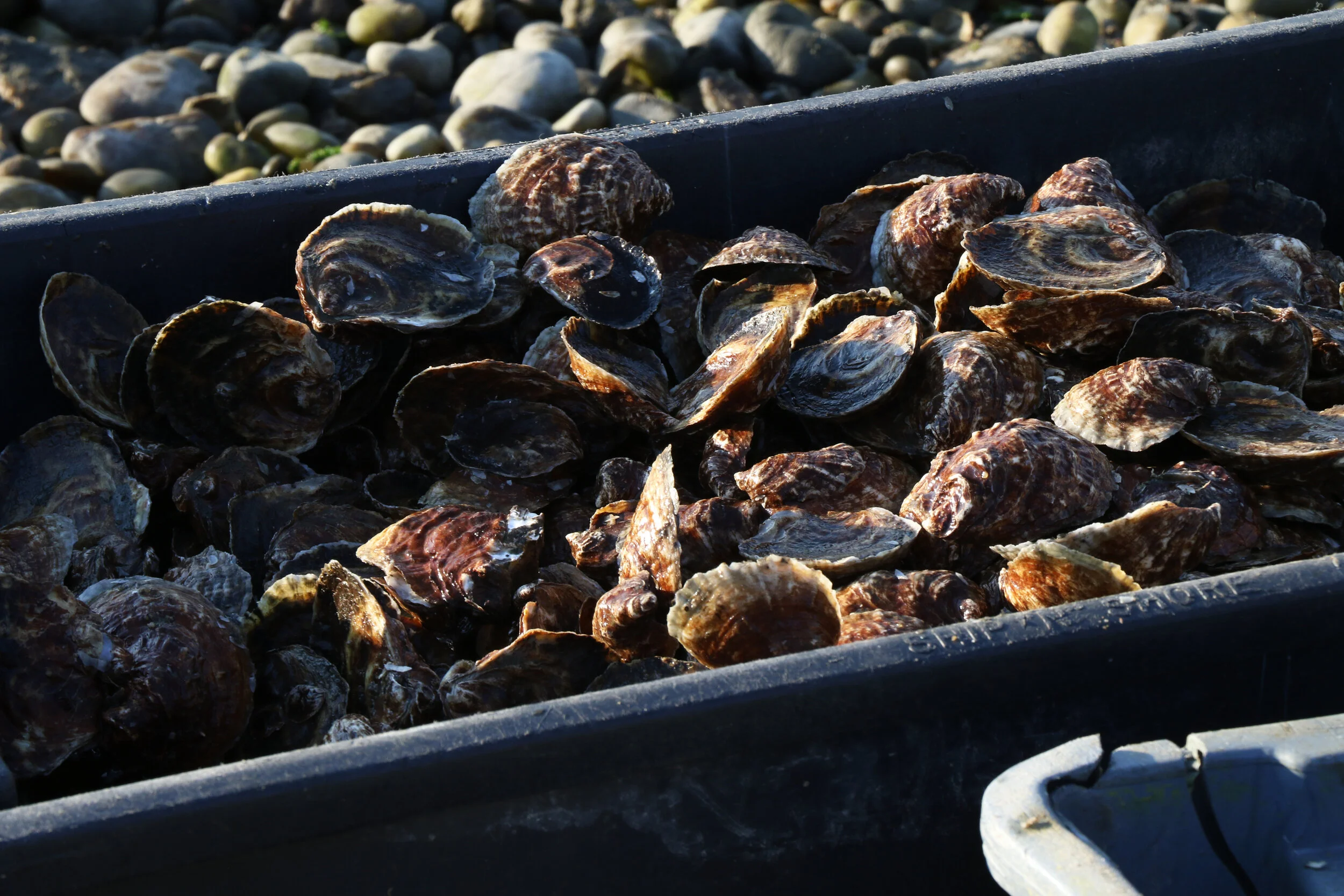 CSOysters7.jpg
