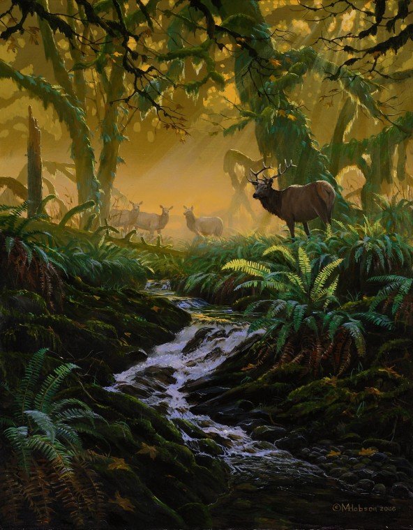 Roosevelt Elk: Phantoms of Shaw Creek — Mark Hobson Workshops