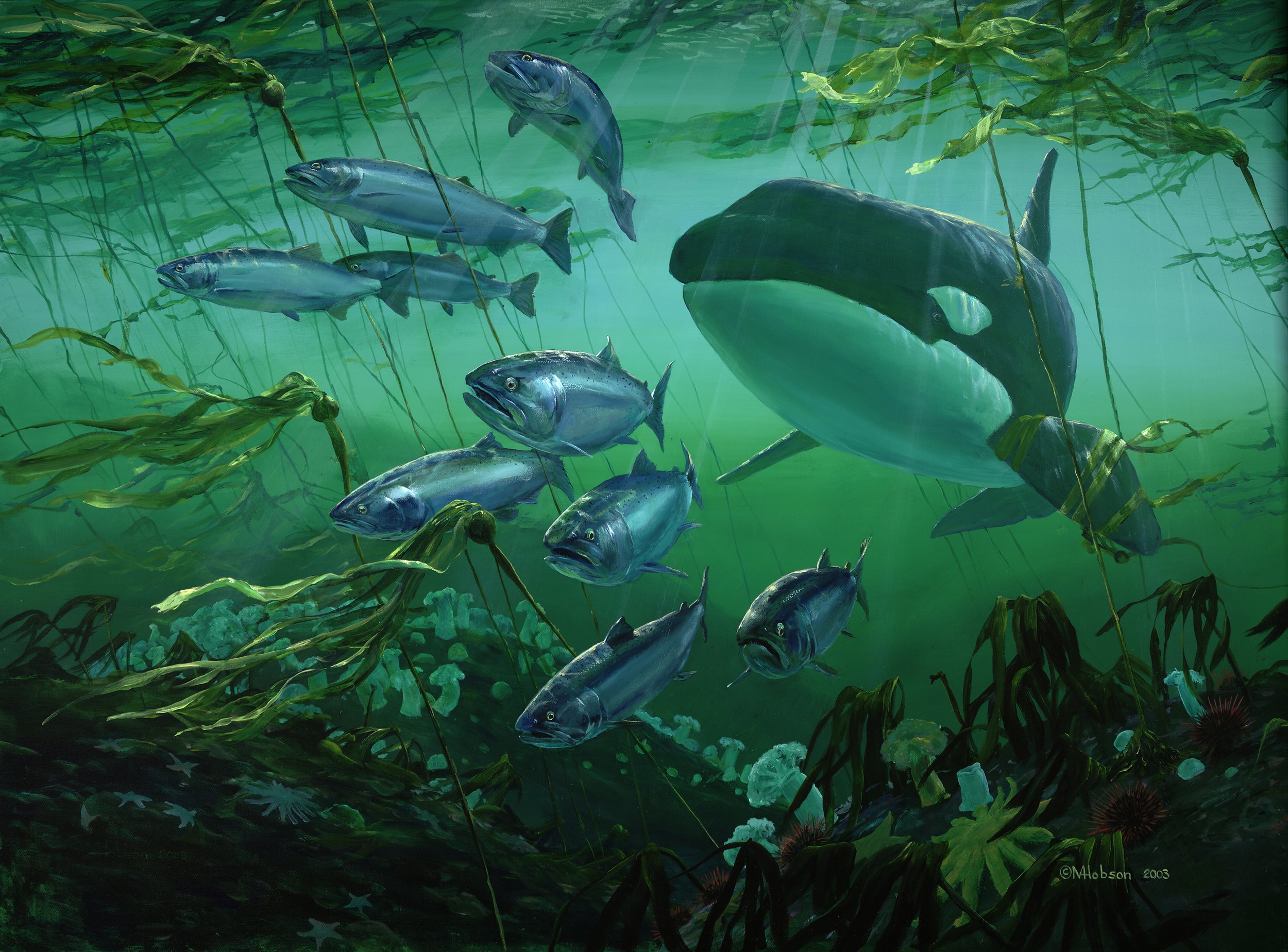 Orca and Coho: The Getaway