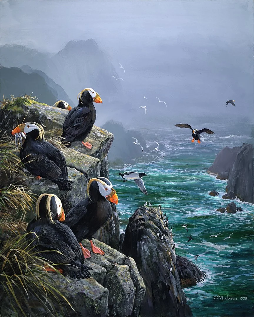 Tufted Puffins: Arrivals Lounge, Coronation Island, Alaska