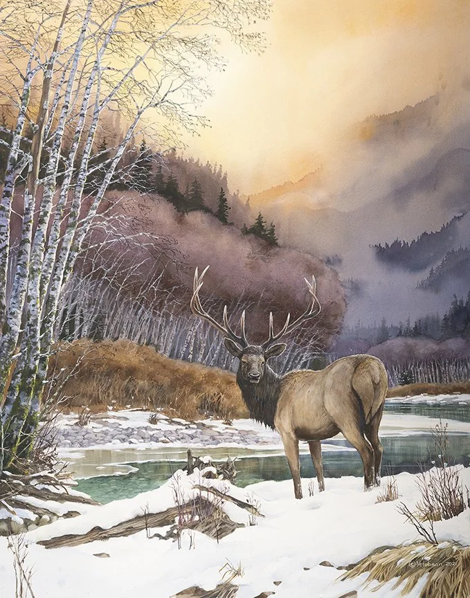 Roosevelt Elk~ In His Prime - 2021 - Watercolour - 48 x 38 - Giclée JPEG.jpg