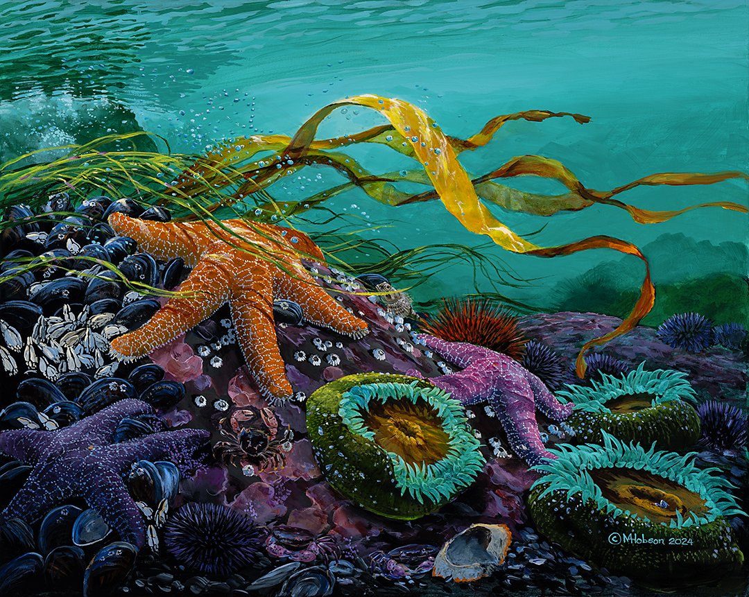 MH165 - Sea Star - As Tide Comes in 2024.jpg