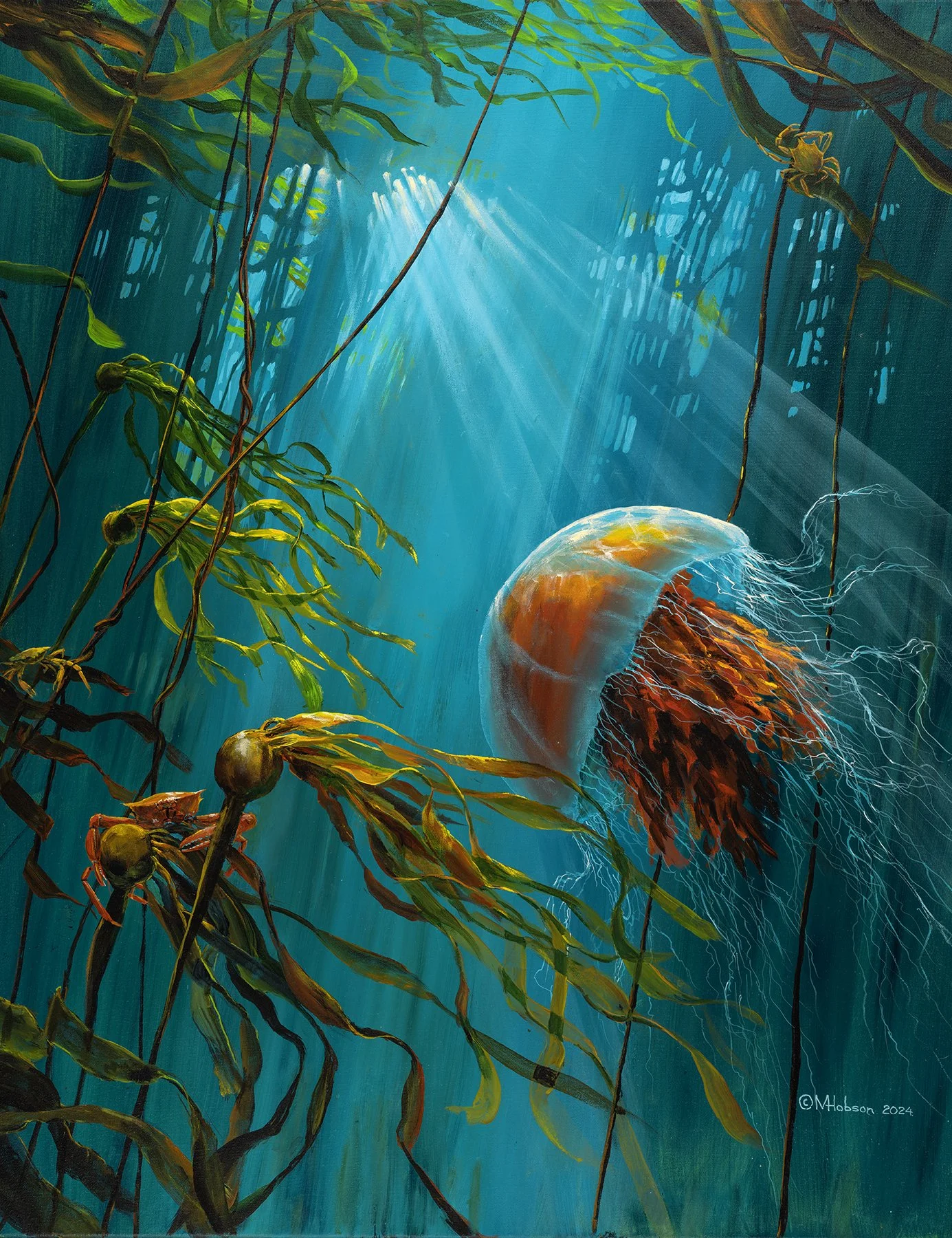 Lion’s Mane Jellyfish: Tangled In the Kelp