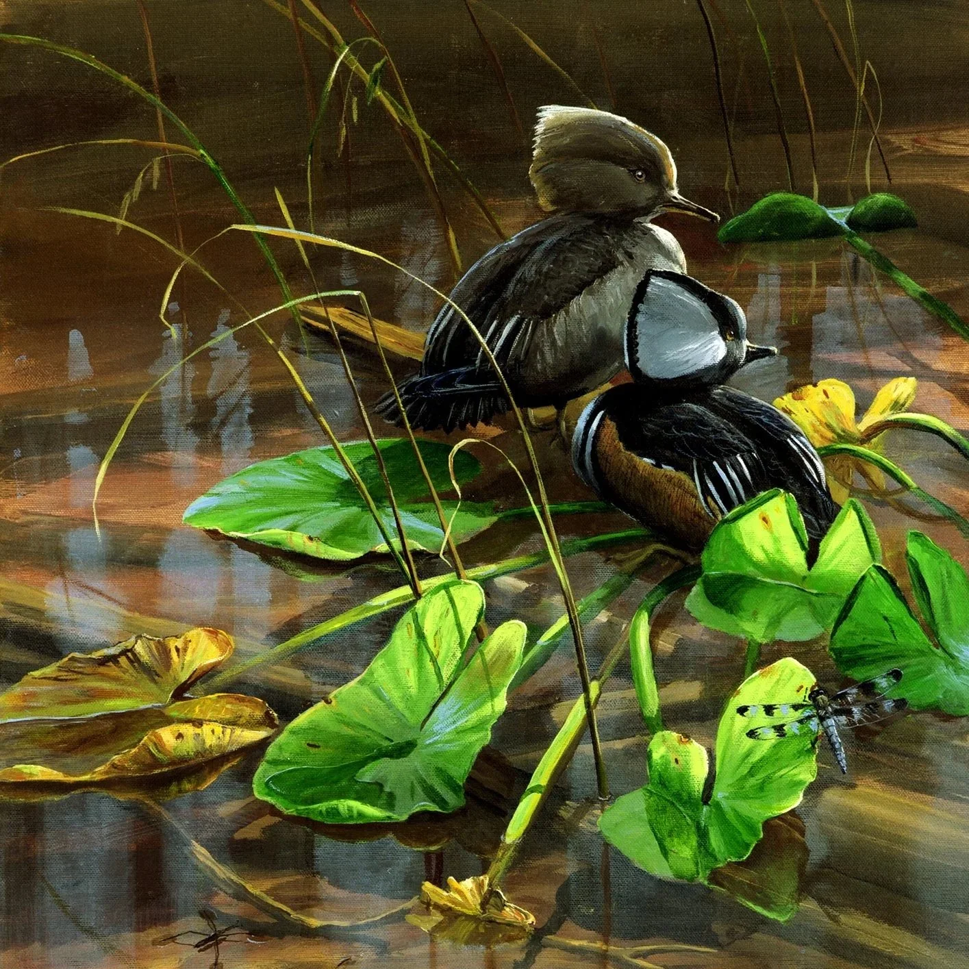 Hooded+Mergansers+Among+Lily+Pads+-+2000+-+Acrylic+-+24+x+18.jpg