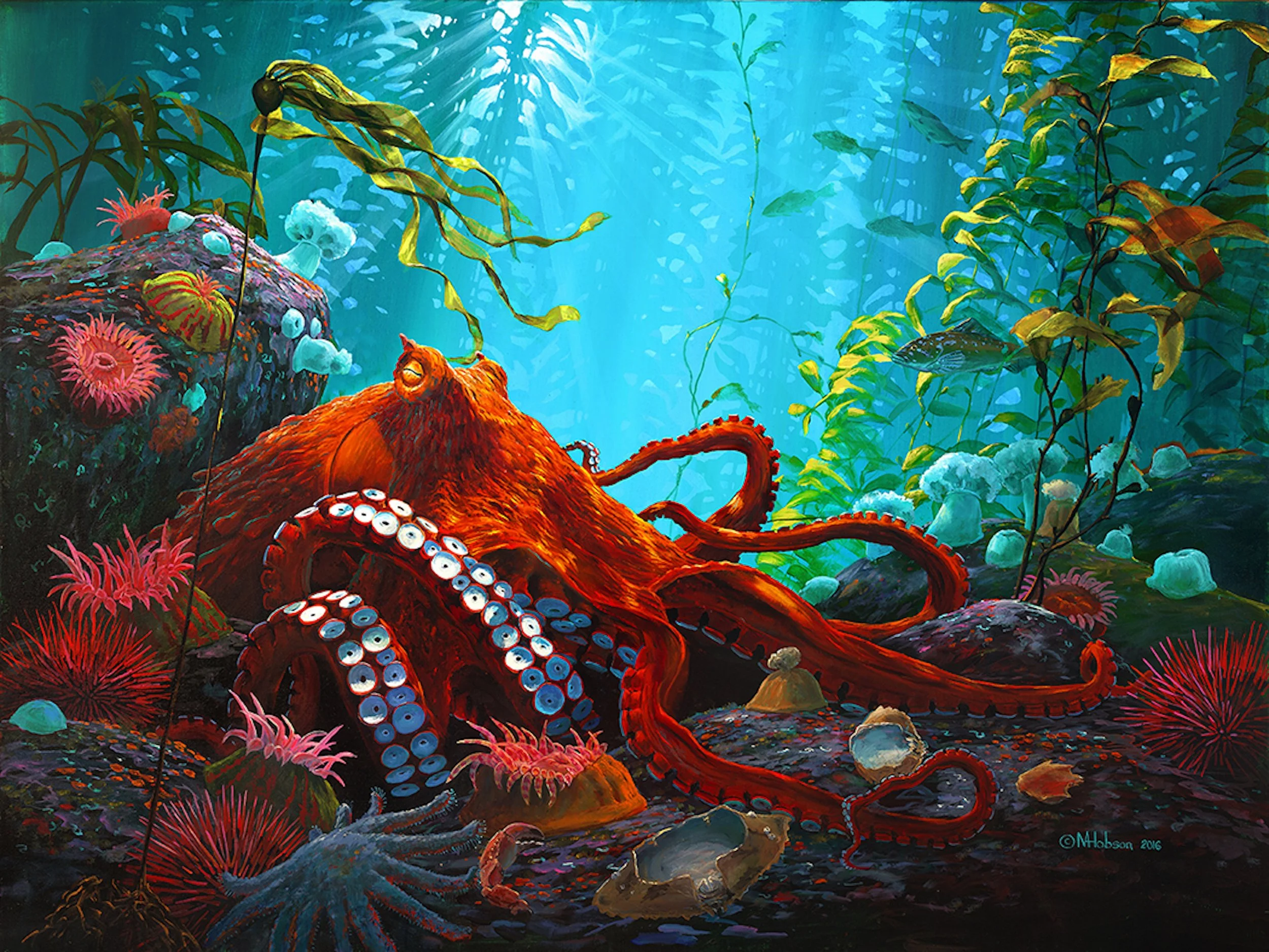 Octopus: Into The Open