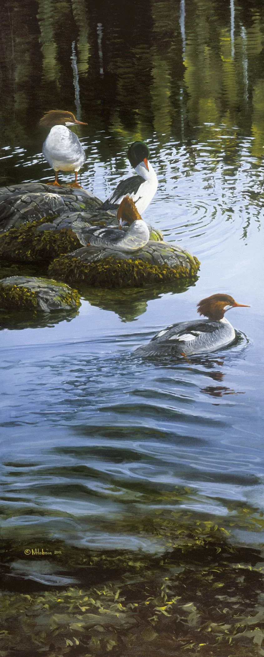 Common Mergansers: Taking a Break
