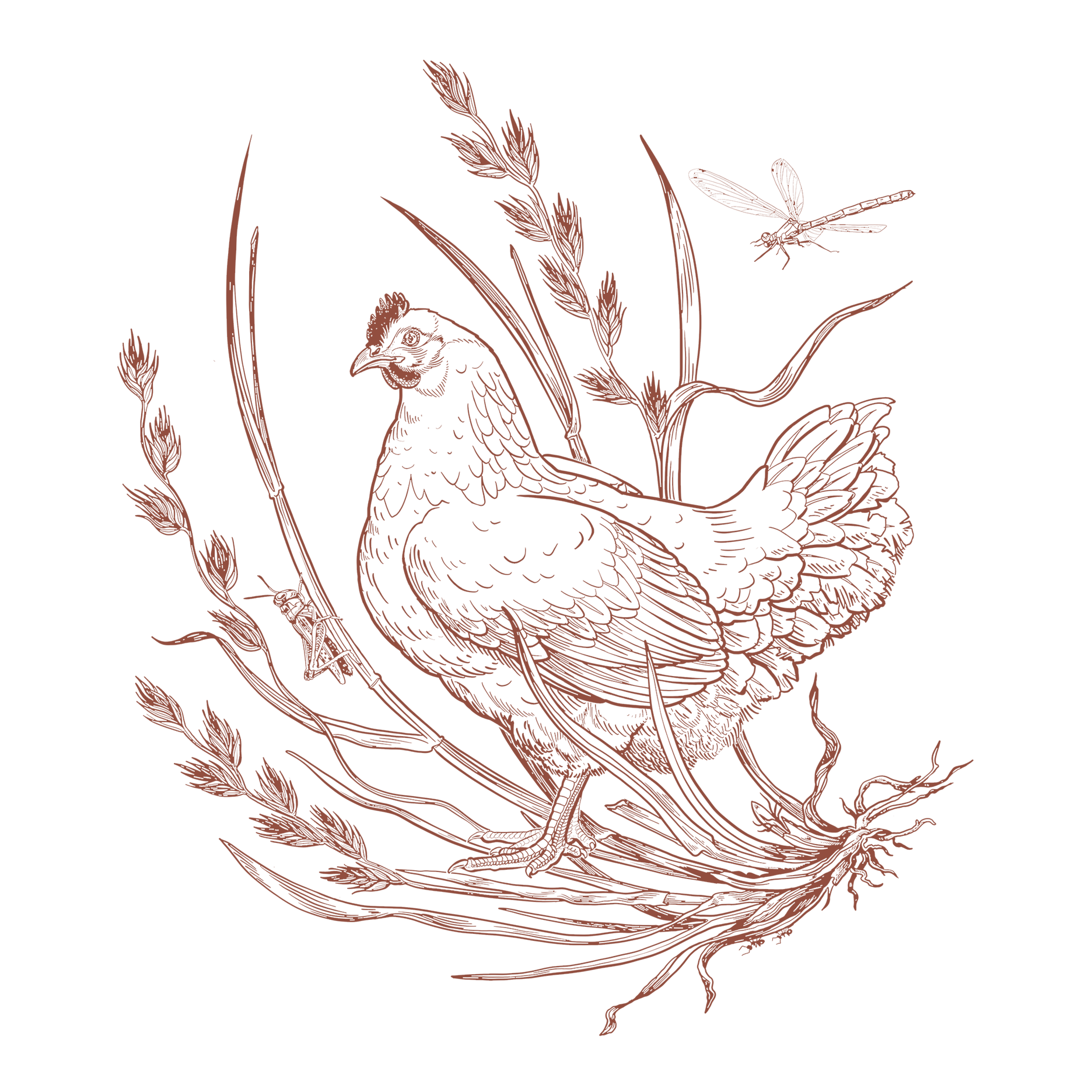 Pasture Raised Heritage Chicken
