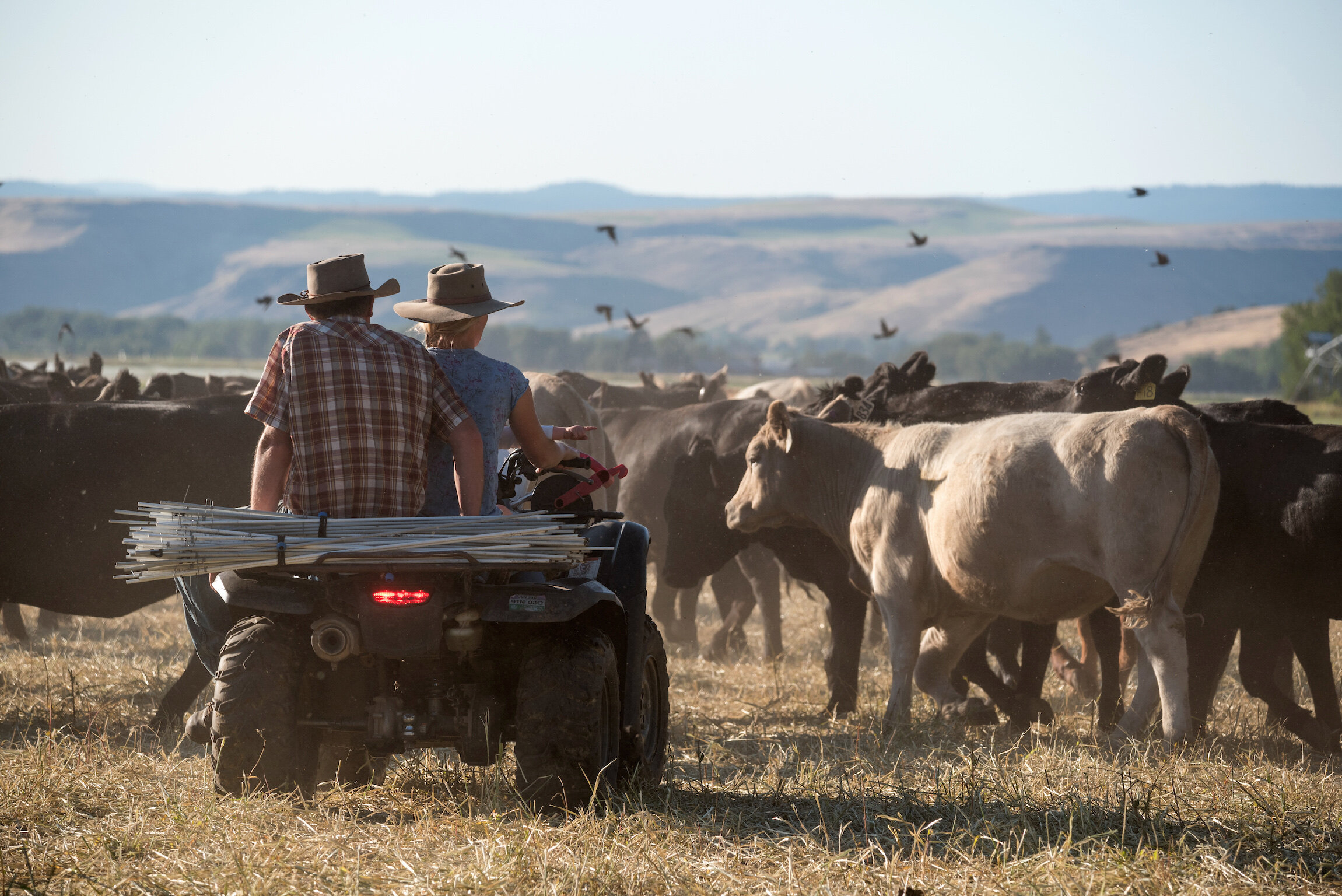 Moving Cattle