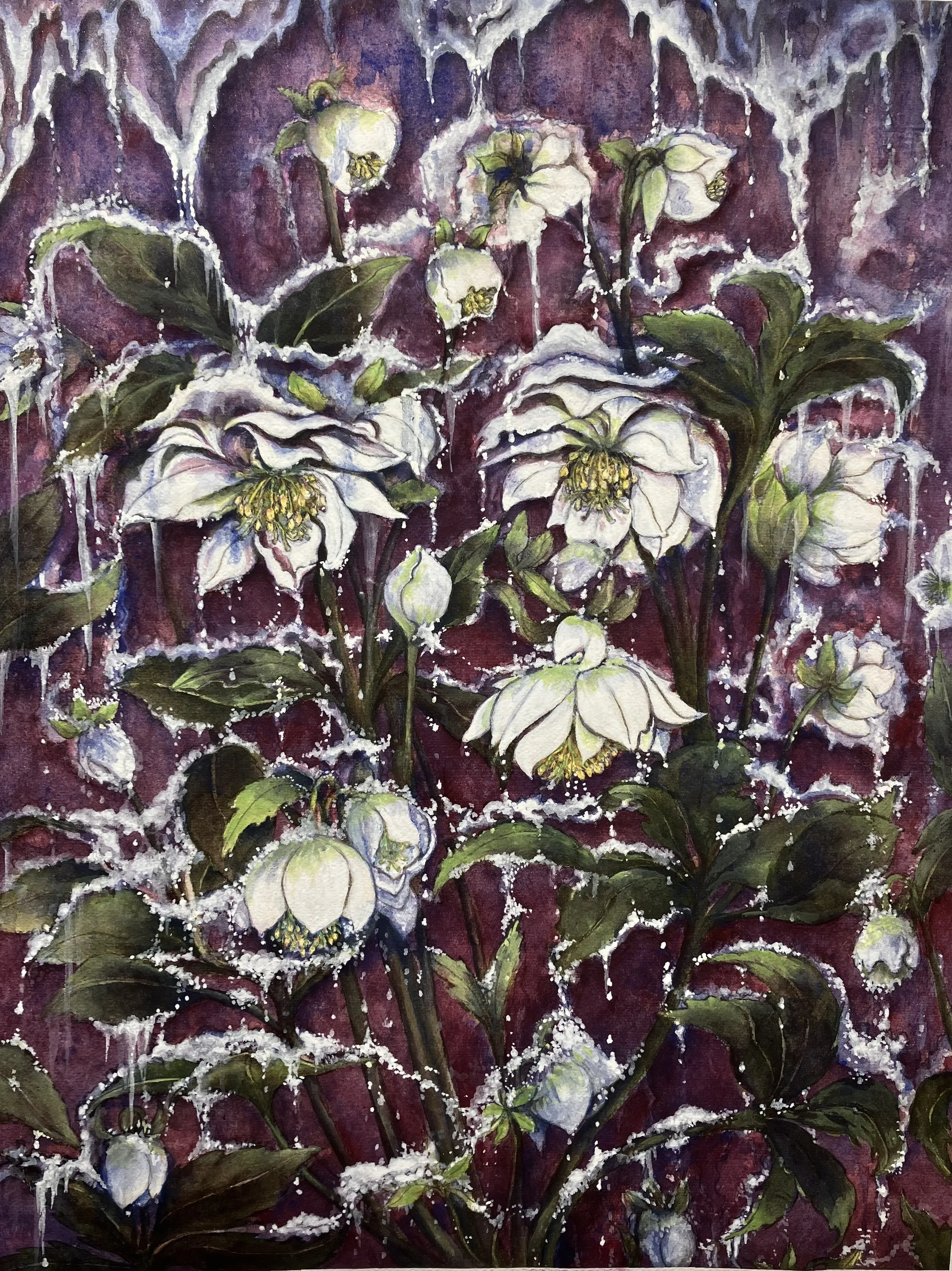 Hellebores