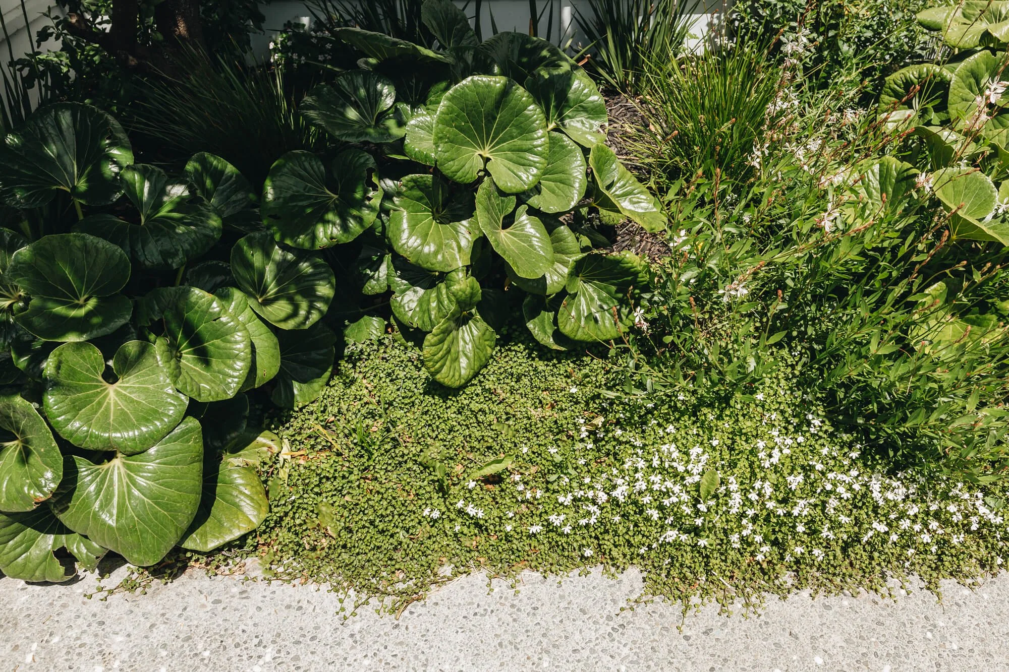 Hataitai Coastal Garden by Noble Fox