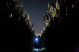 Solvang Farmer Night Corn Maze