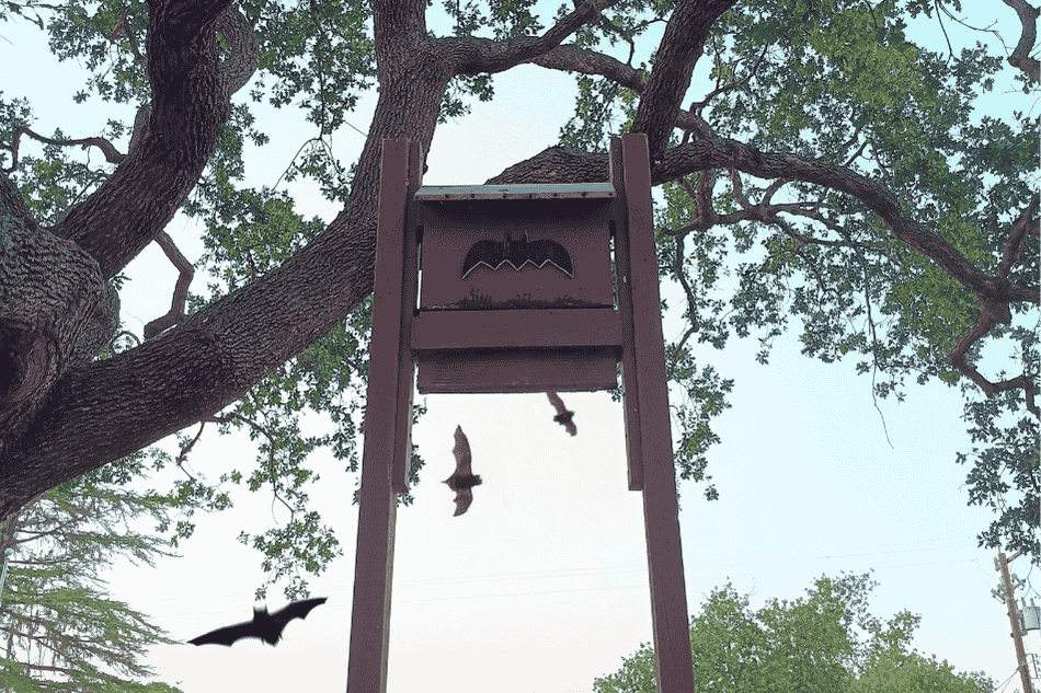 Going Batty at the Nature Center
