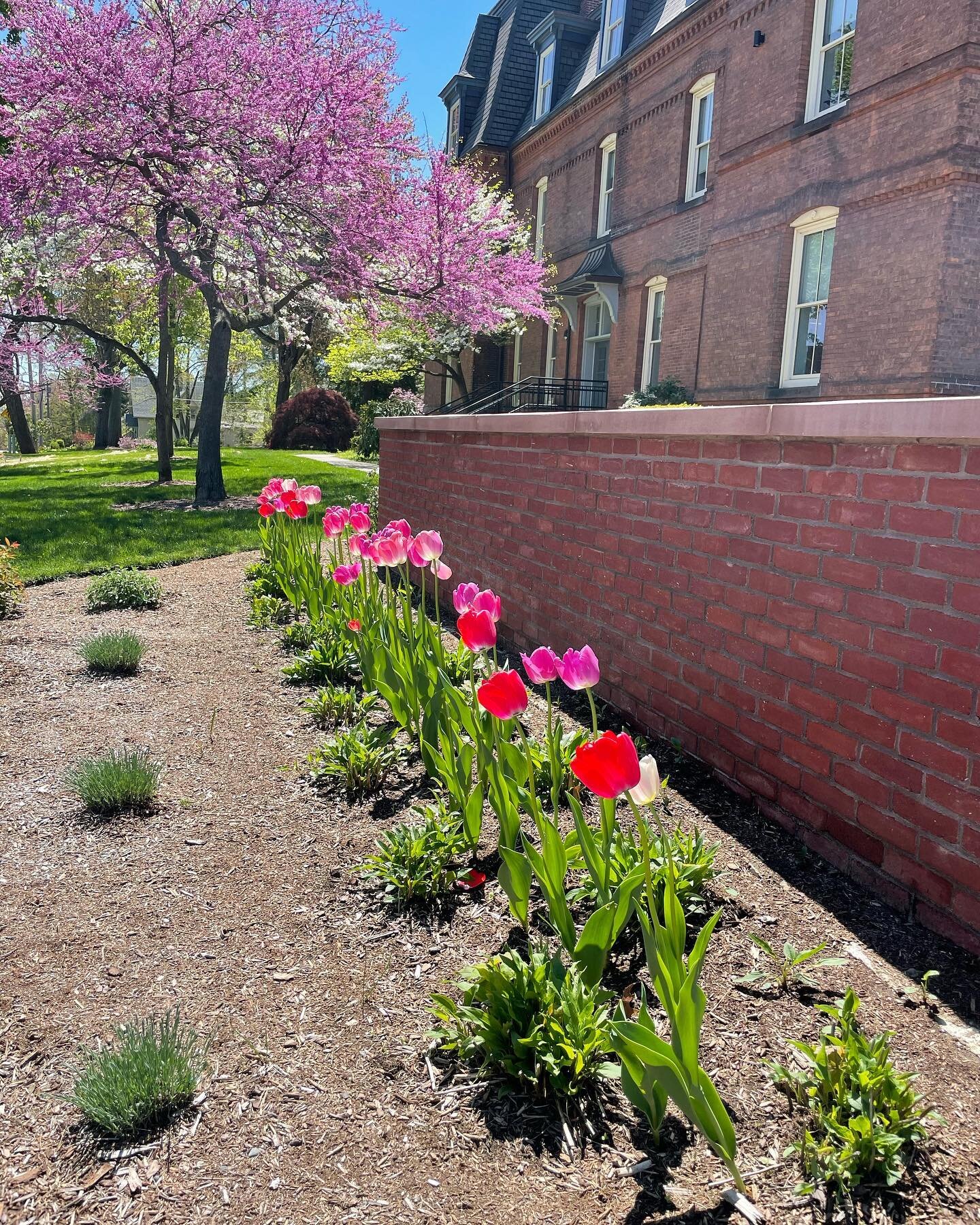 Waiting for these tulips to pop like last year.  Please be mindful of all the beds around the campus, each one having its own unique tulip planting!
