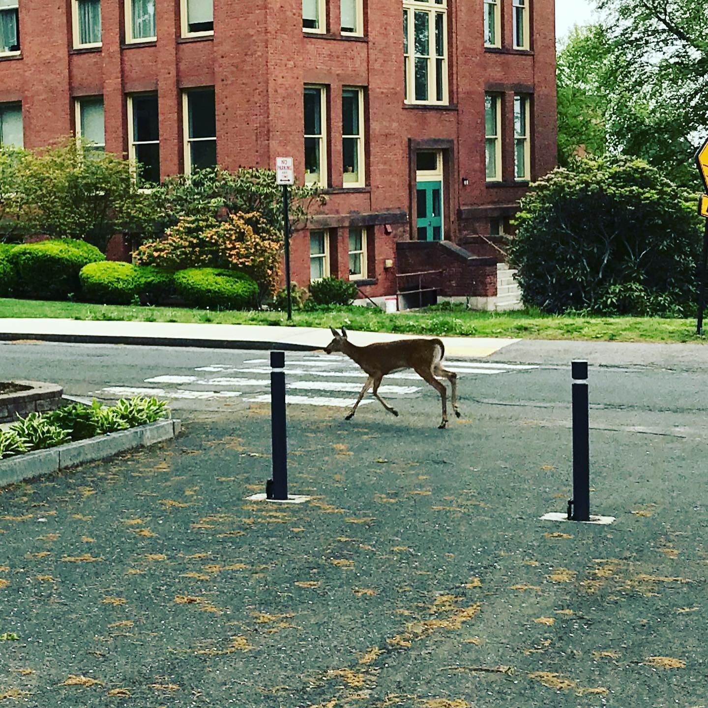 Spotted on Round Hill this morning ... #roundhillnoho #northamptonma #westernma #deer #pioneervalley