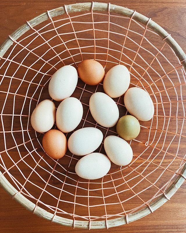 Farm fresh eggs from these lovely ladies! Thanks @tiffanybroden for the dozen! 🥚