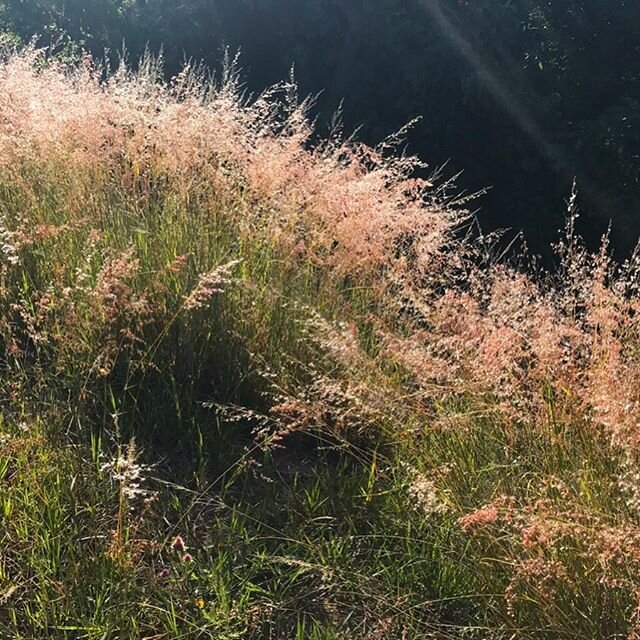 Summer is canceled. So here are some colors and environments that moved me so much during travels I tried my hand at turning them into glazes.  1) Pink grasses in the rolling hills of Jalisco 2) The variegated grey and stony texture of the @eneltamay