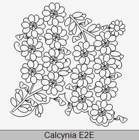 Calcynia E2E.JPG