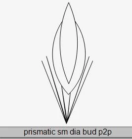 Prismatic sm dia bud P2P.JPG