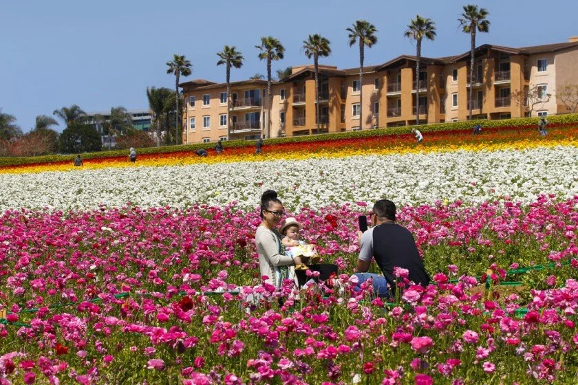 The fields opened Sunday and will remain open until May 10 which is also Mother’s Day.