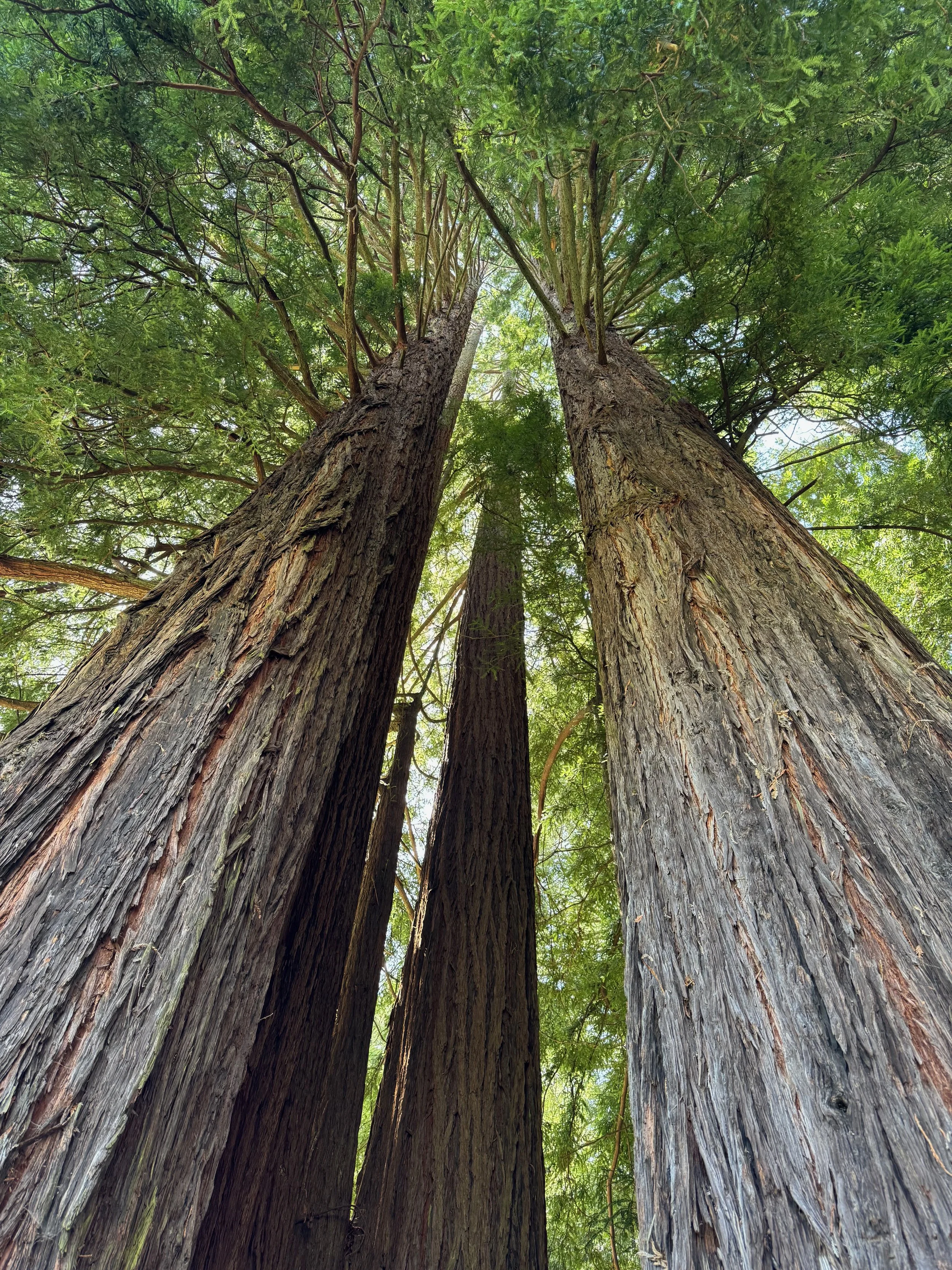 From the ground looking up at tall redwood trees with thick trunks and green foliage.