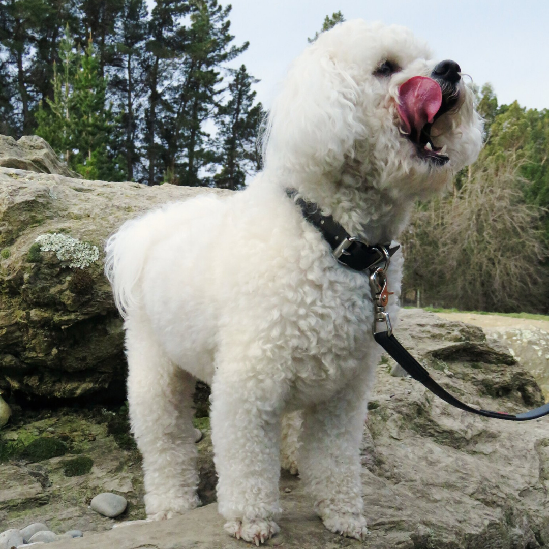 Ultrahund Collar and Lead
