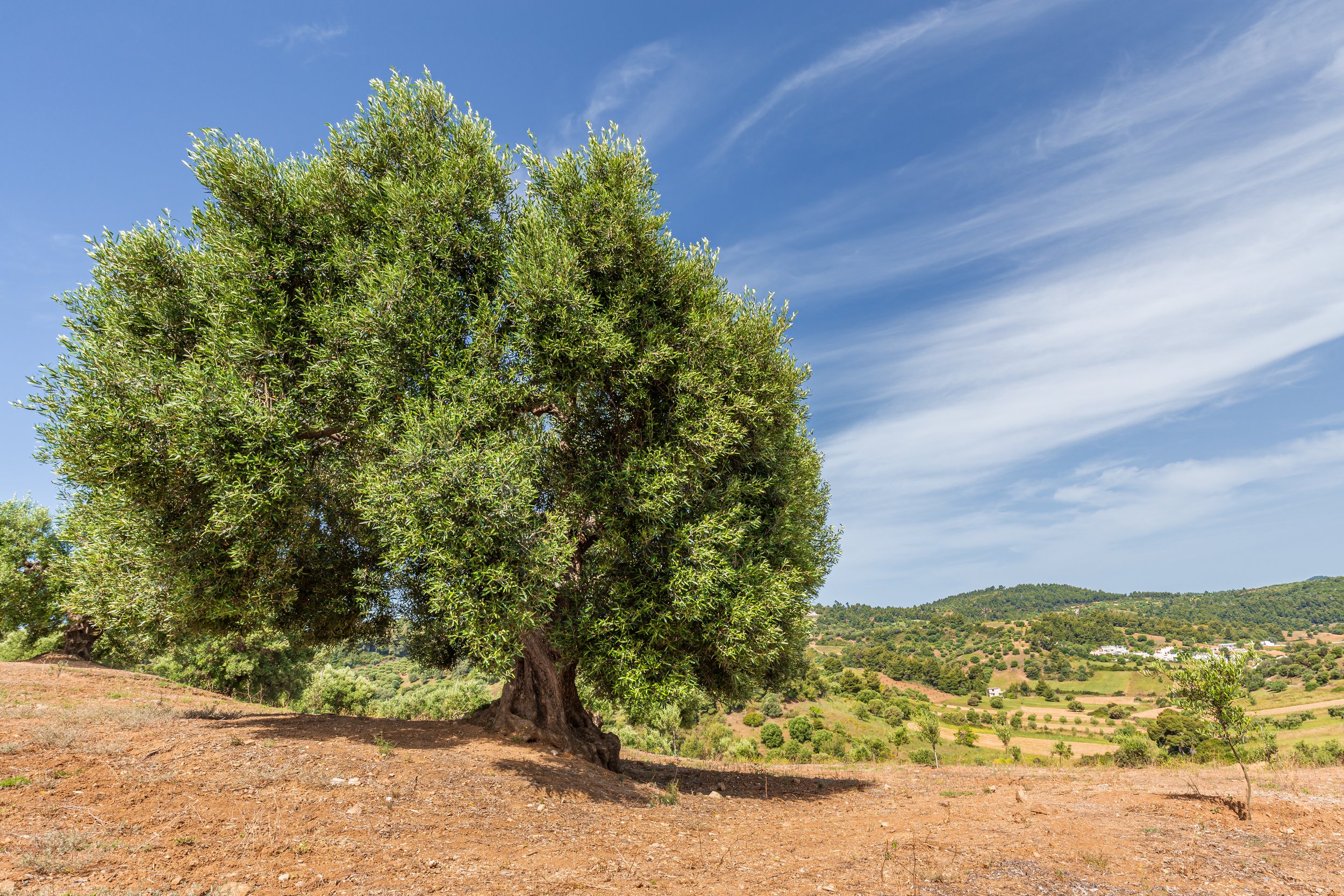 Belief at first touch