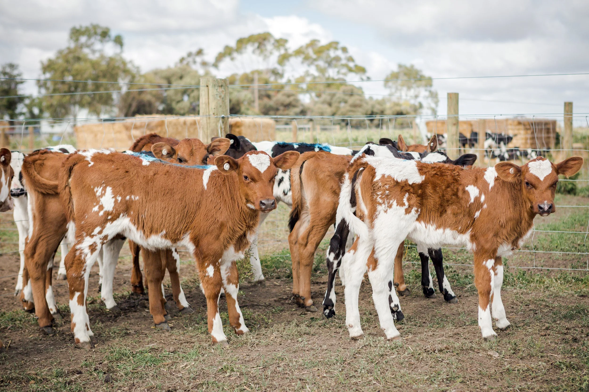 The Calm Before the Storm