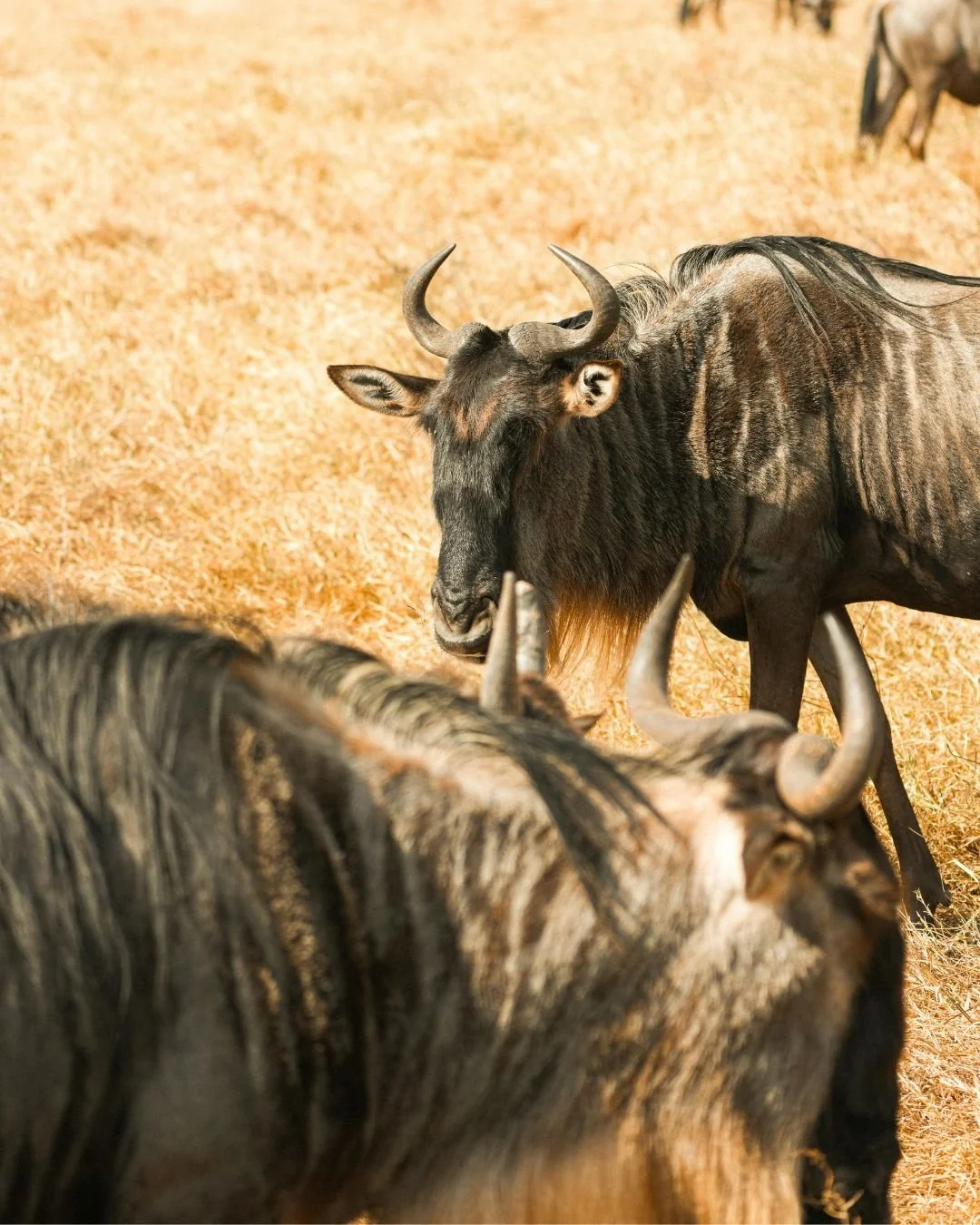 Growth, Grit and a Wandering Wildebeast
