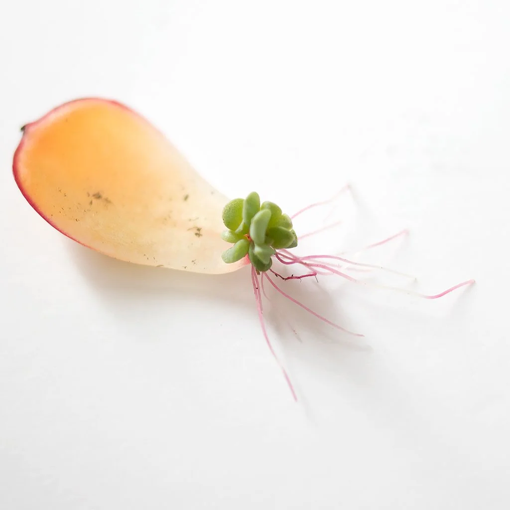 End Term Presentation_Anwyn Howarth-5033.jpg