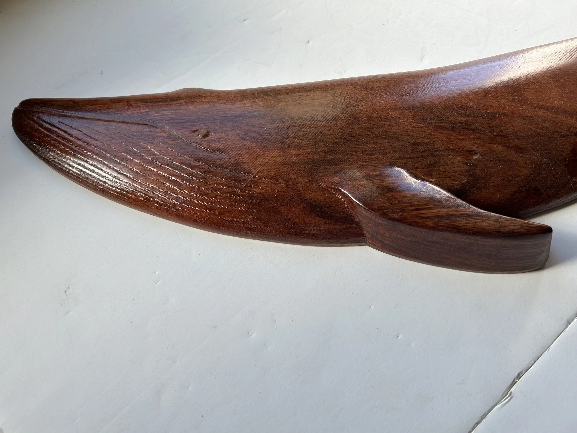 sperm whale2.jpeg