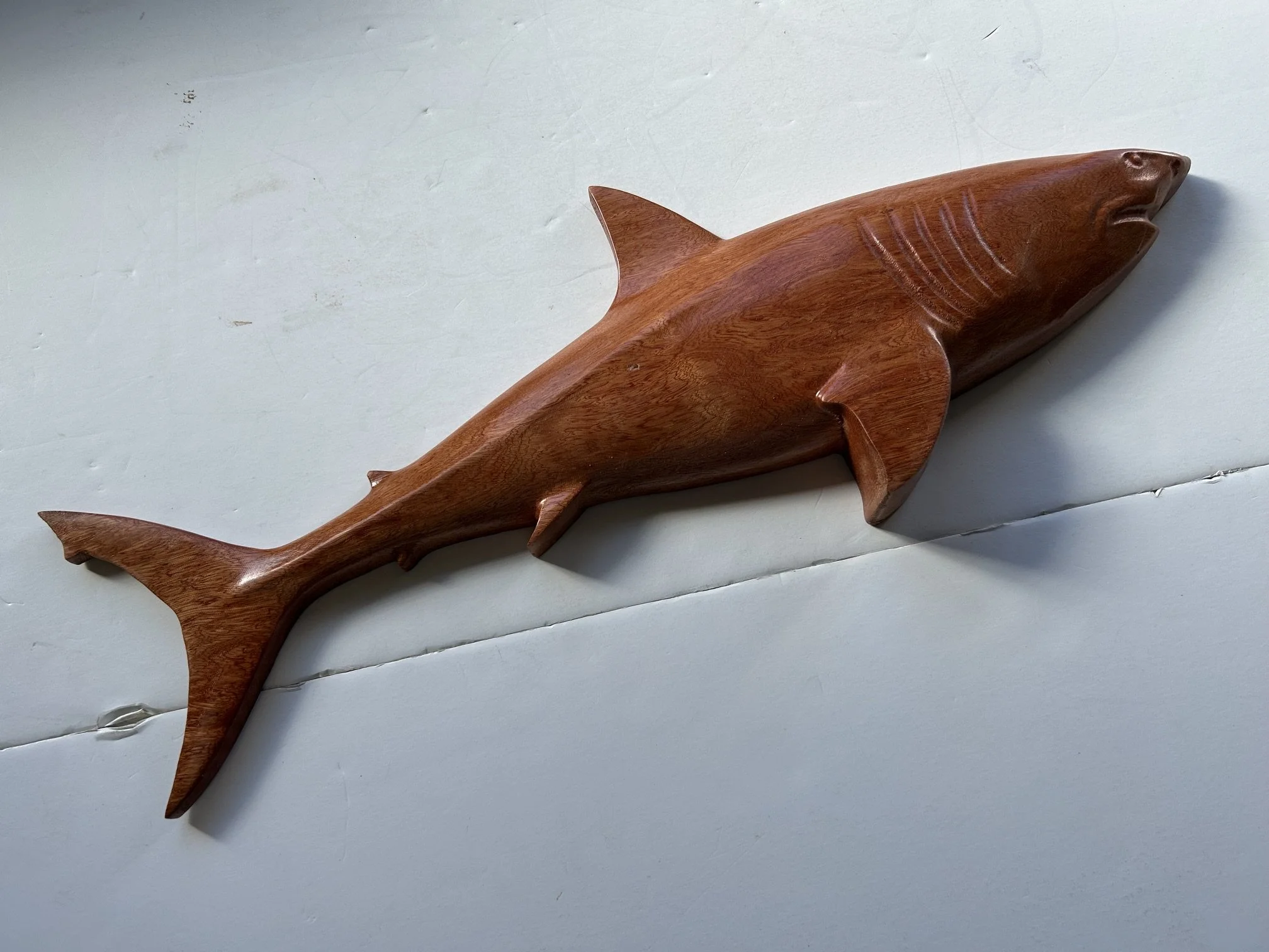 shark2.jpeg