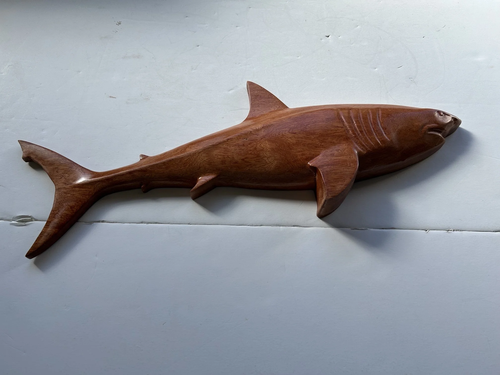 shark.jpeg