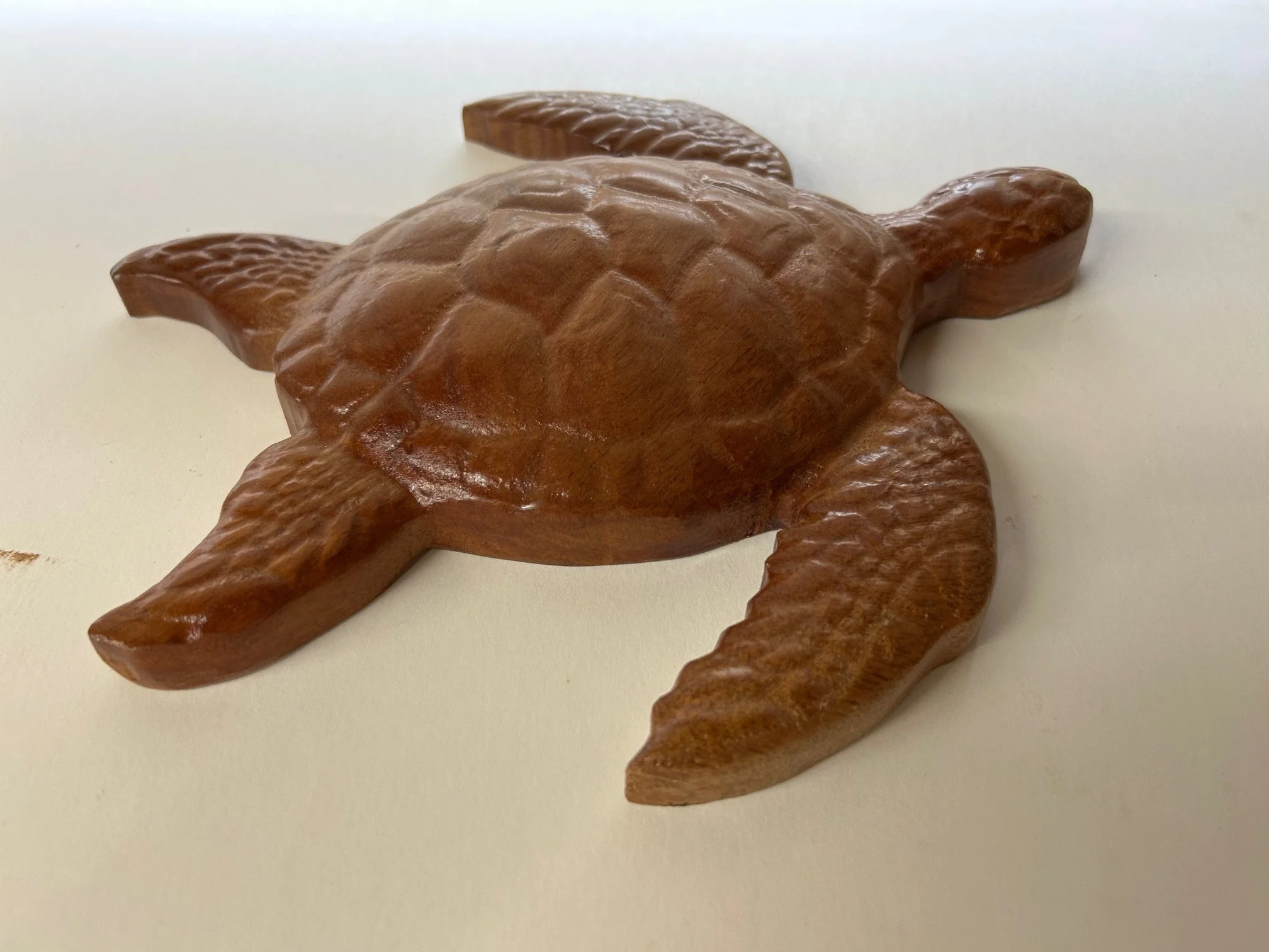 turtle.jpg