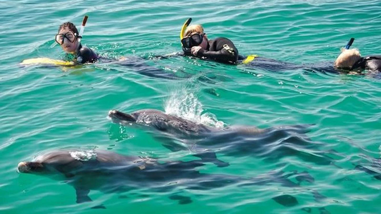 Swim-with-Wild-Dolphins.jpg