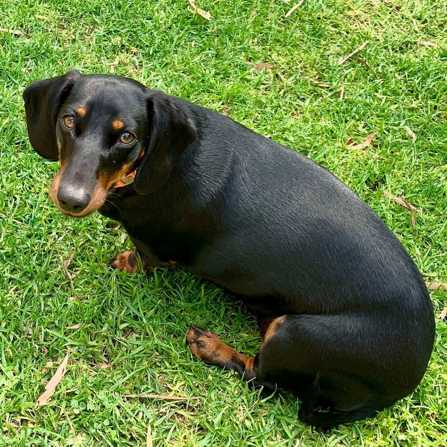Dachshunds&hellip; They are the wurst! 🤣 Just jokes - we love seeing gorgeous little sausage dogs at Cee &amp; See 🐶🌭 Too cute!!! 😁
.
#ceeandsee #dachshundsofinstagram #welovedogs #rediscoverrockingham #seeperth #caravanandcampingwa #letsgocarava