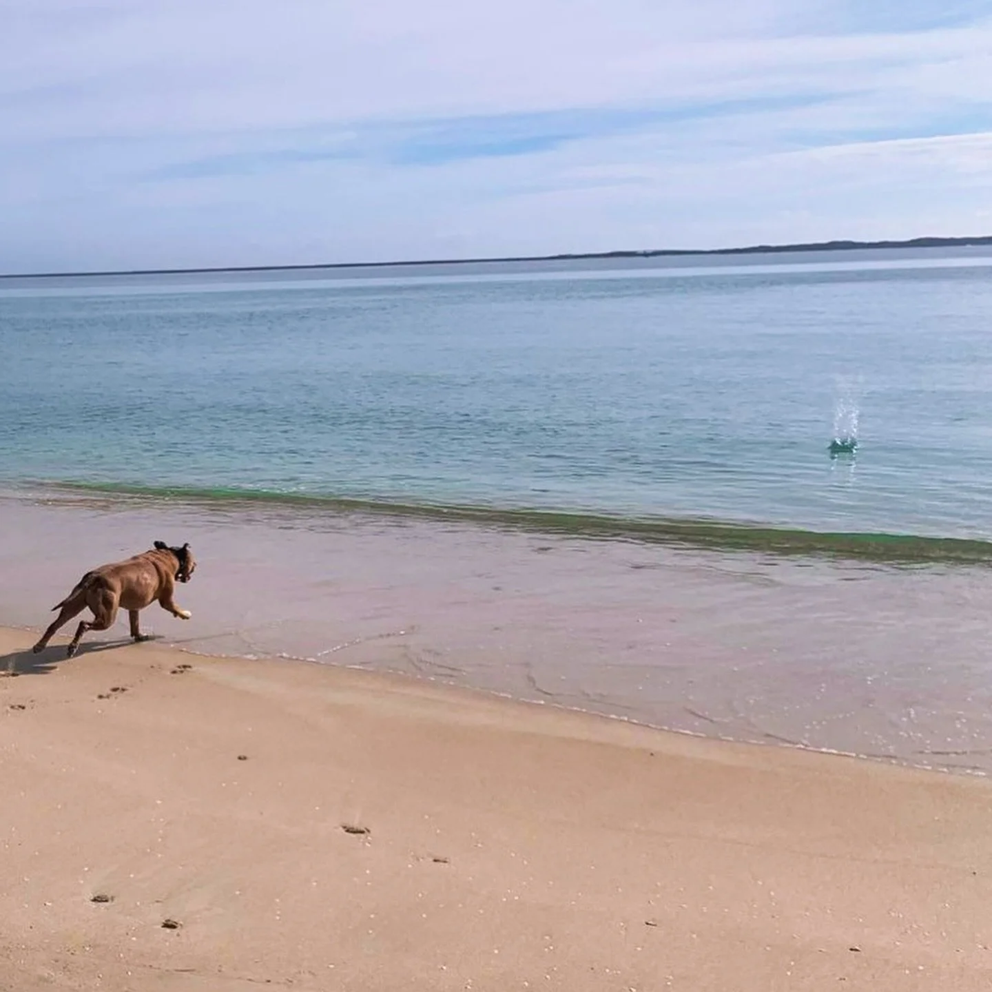 Ball games by the sea 🥎🐶 What a nice day for a dip! 💦 🤣🤣🤣 #welovedogs 
.
#ceeandsee #dogsofinstagram #rediscoverrockingham #seeperth #caravanandcampingwa #letsgocaravancamping #caravaningwithdogs #wathedreamstate #westernaustralia #seeaustralia