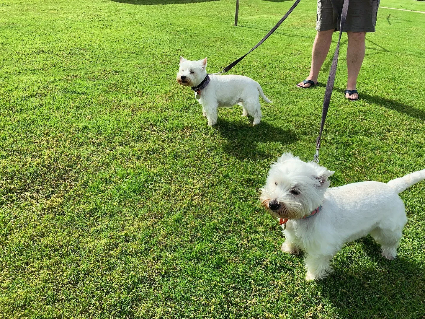 Our lush green lawn after the Winter rains 💚💙🩵 A lovely Spring spot for our furry in-house guests 🐶😃 
.
. 
#ceeandsee #springday #welovedogs #rediscoverrockingham #rockingham #beachlife #chalets #caravanlife #seeperth #thisiswa #perthisok #soper