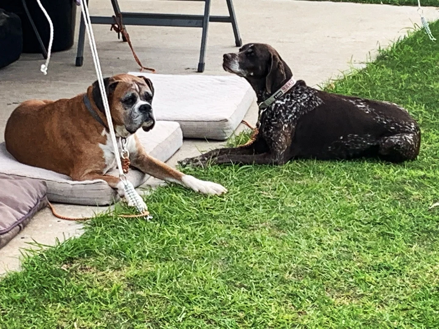 Just chillin&rsquo; in the sunshine at Cee &amp; See 🐶☀️ We love seeing our furry guests enjoying some relaxation time - too cute 🥰 
.
.
#ceeandsee #welovedogs #rediscoverrockingham #rockingham #beachlife #chalets #caravanlife #seeperth #thisiswa #
