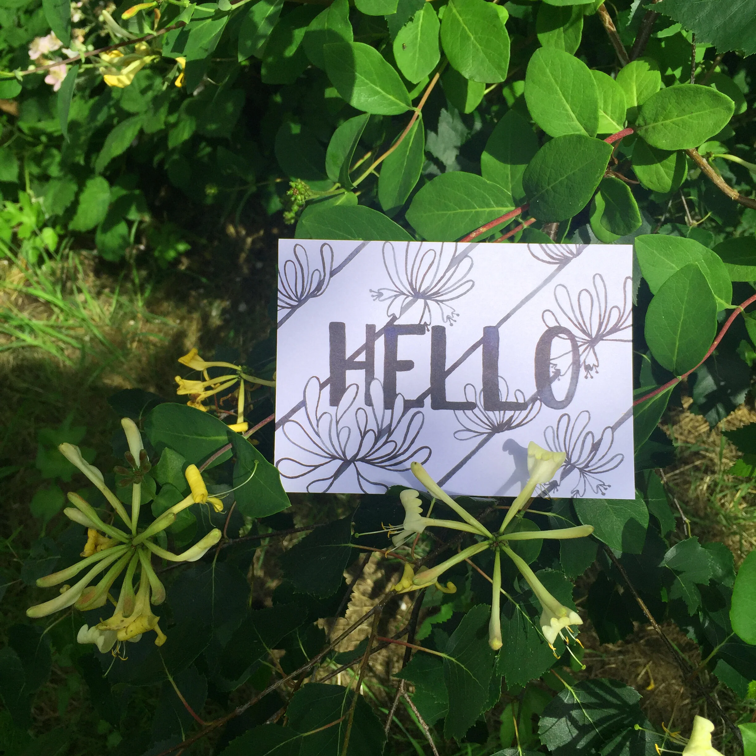 HONEYSUCKLE HELLO.jpg