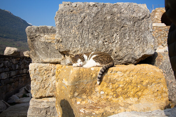 Probably an ancient cat taking an ancient nap