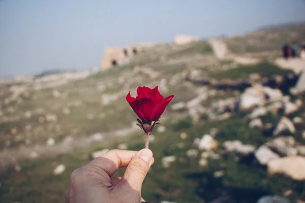 Hierapolis-Flower.jpg