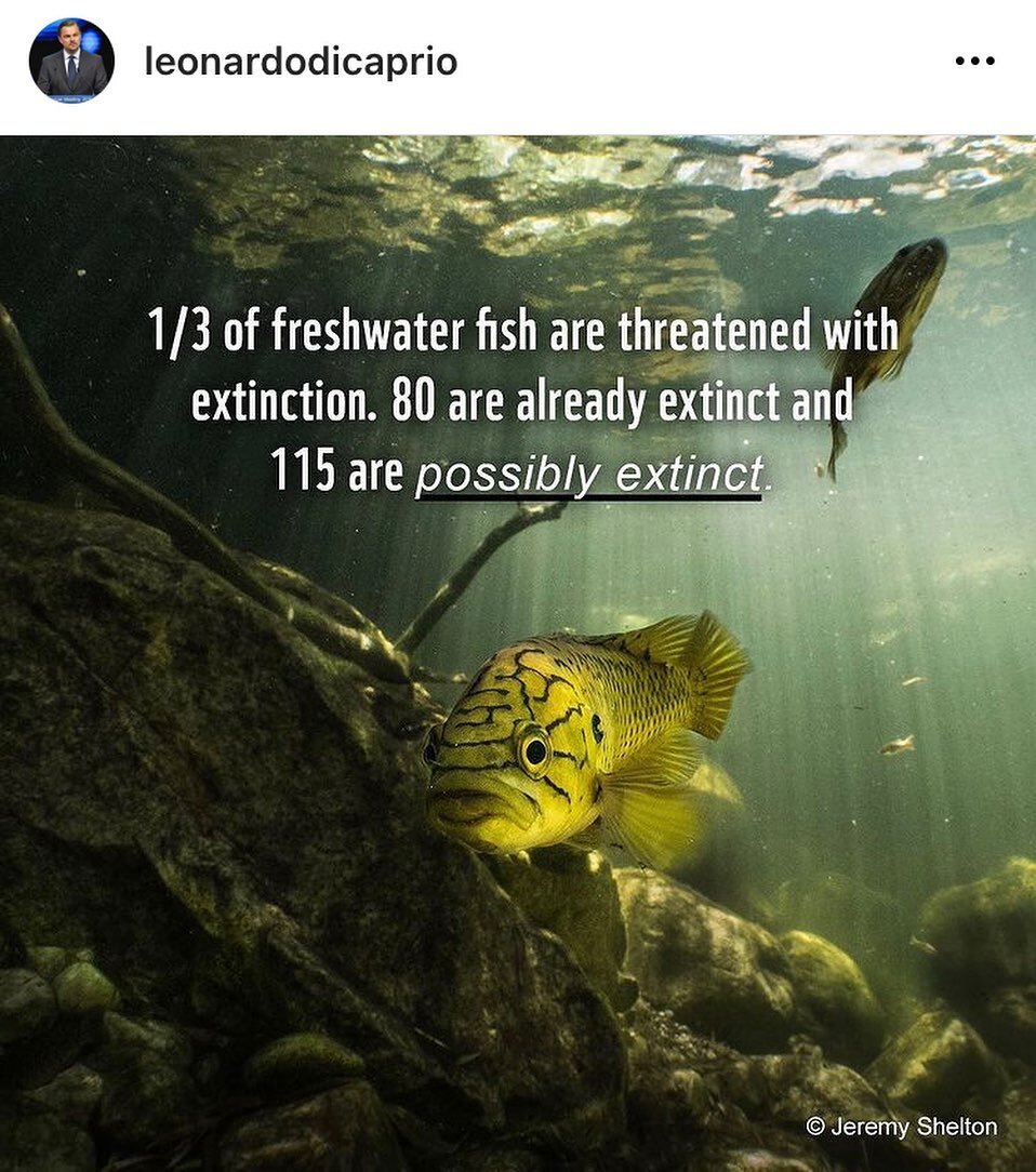 We are stoked to be contributing to global freshwater awareness through our images and films. 

Thank you @leonardodicaprio for sharing these important freshwater fish messages from the recent @wwf Worlds Forgotten Fishes report (available online).

