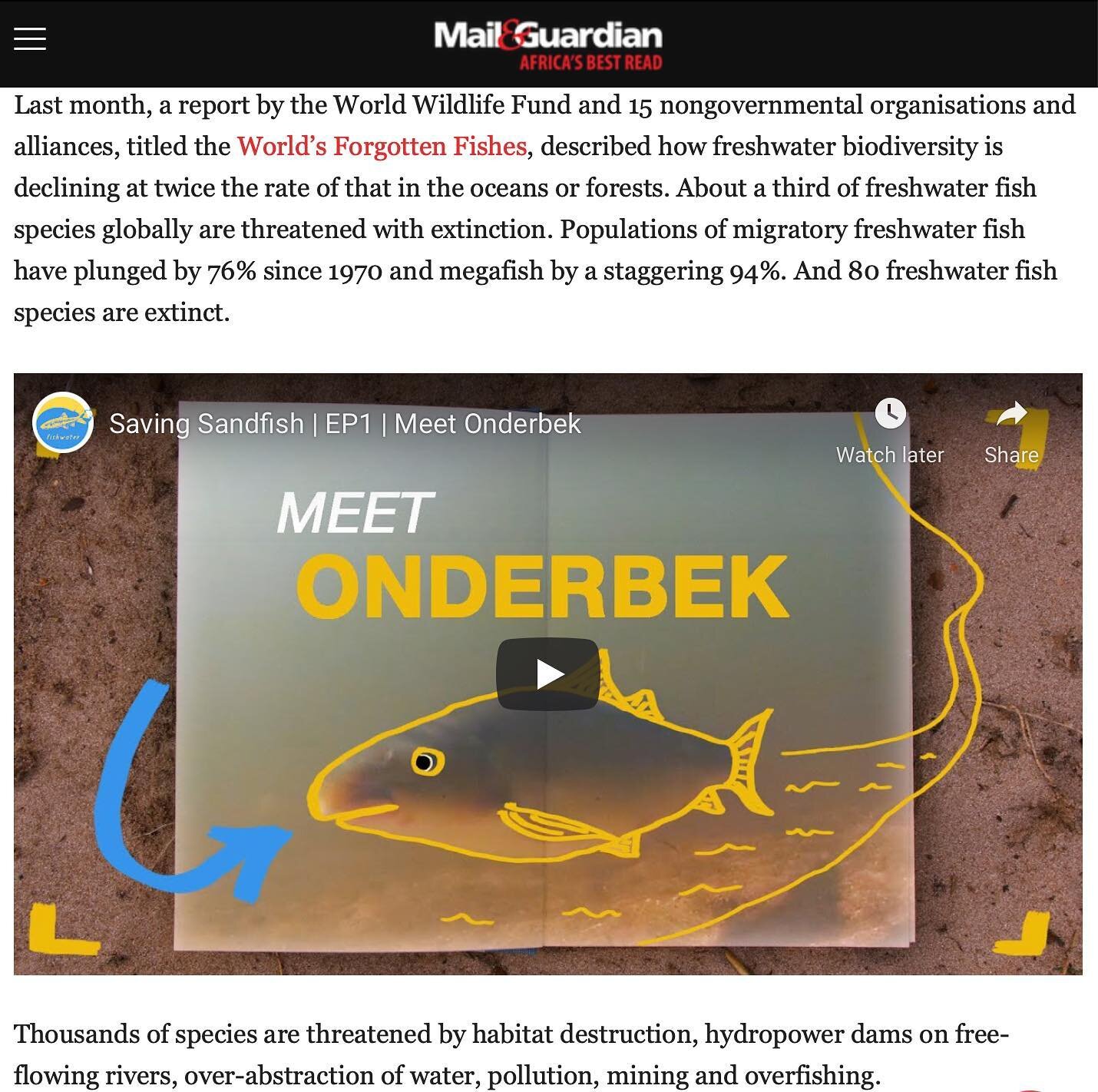 Thanks @mailandguardian for highlighting the plight and conservation needs of our fragile freshwater fishes, and for sharing #onderbek and the #savingsandfish story with you readers!