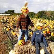 Pumpkin Picking Bradshaws