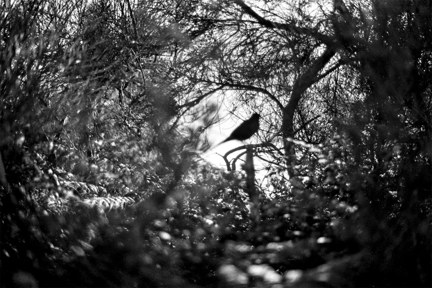 Untitled - Sin título