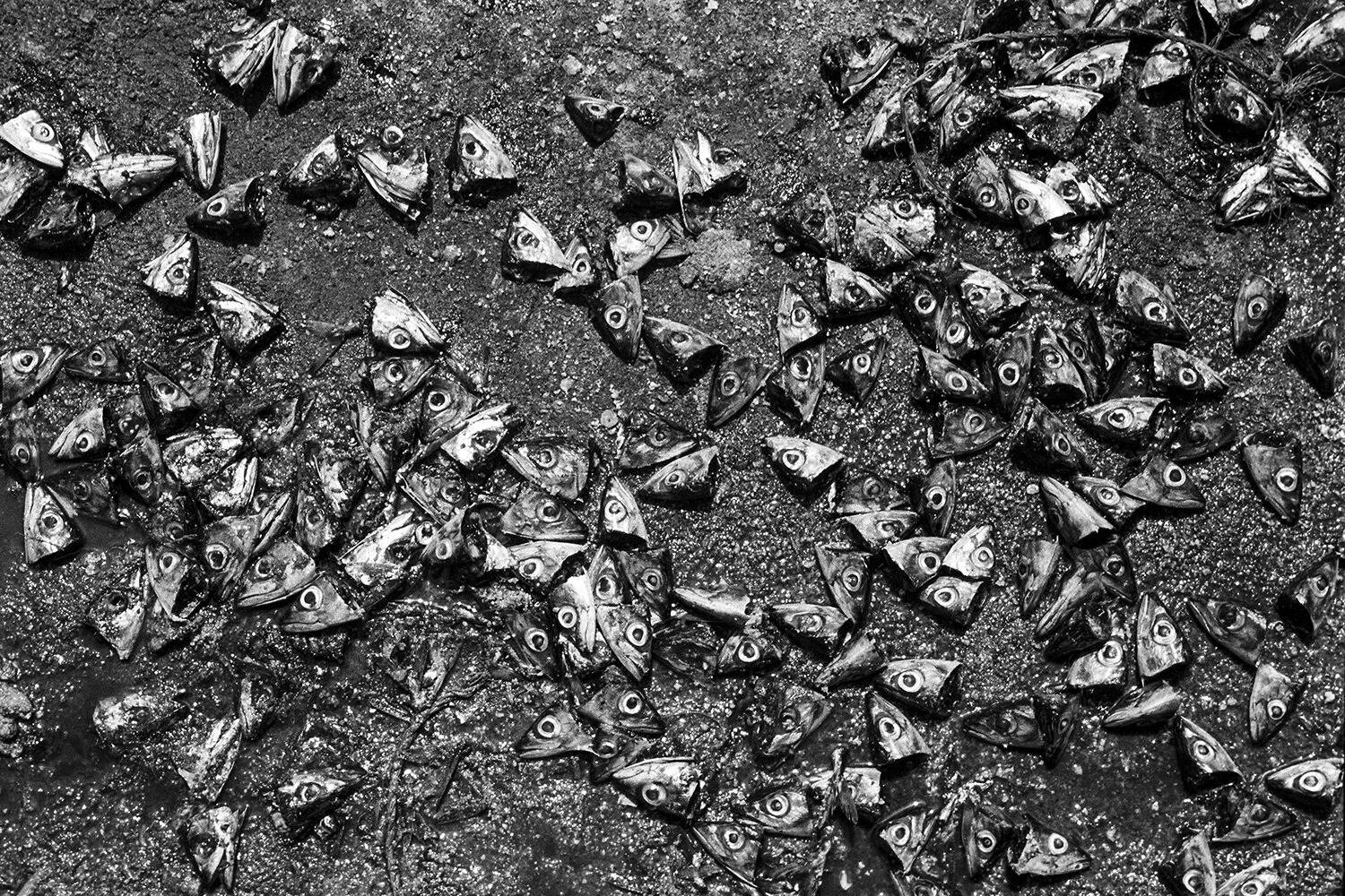 Untitled - Sin título