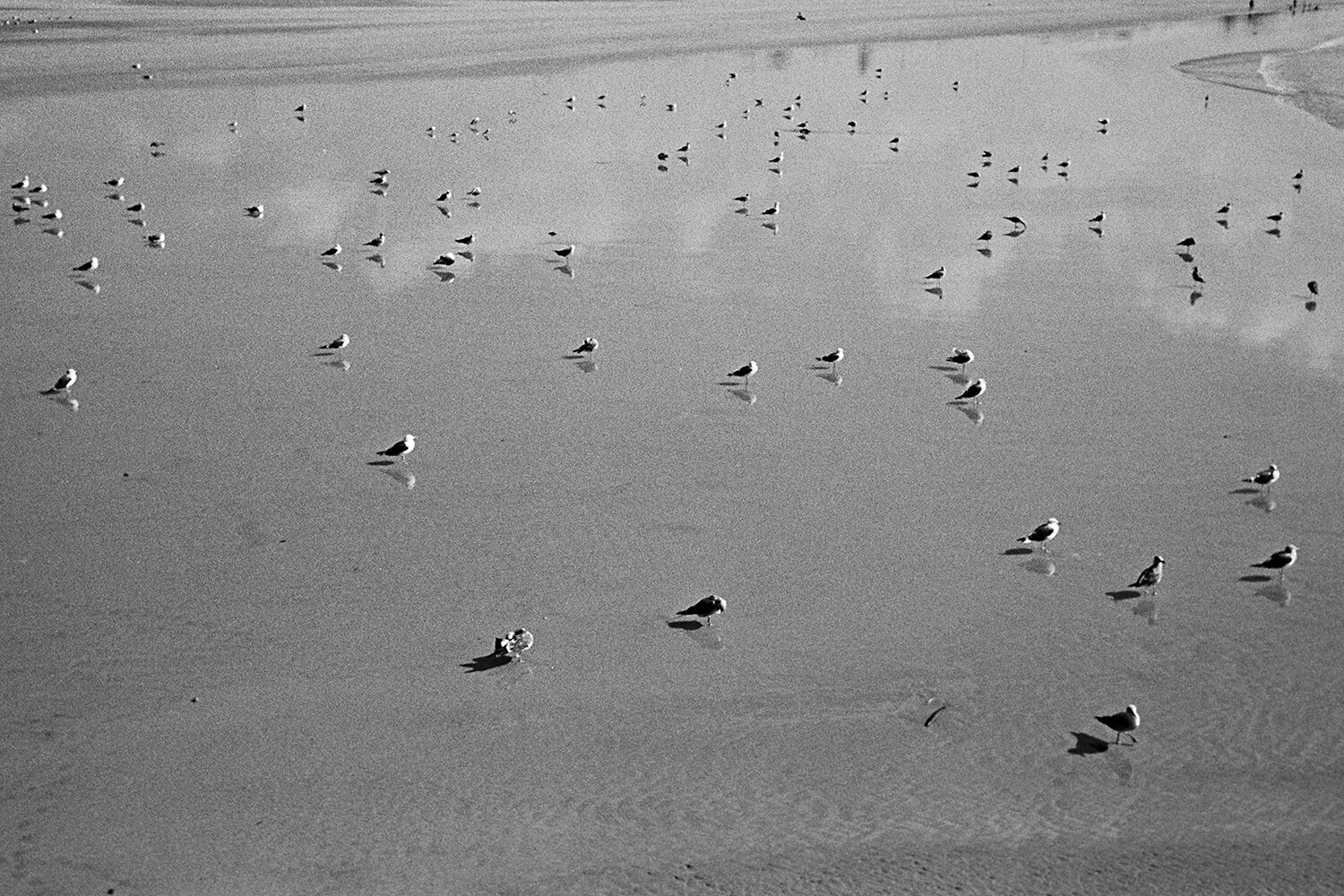 1301051422 Playa con gaviotas v2.jpg