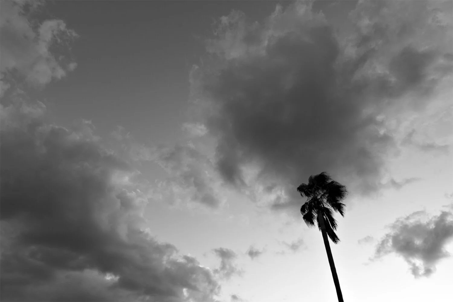 Untitled - Sin título