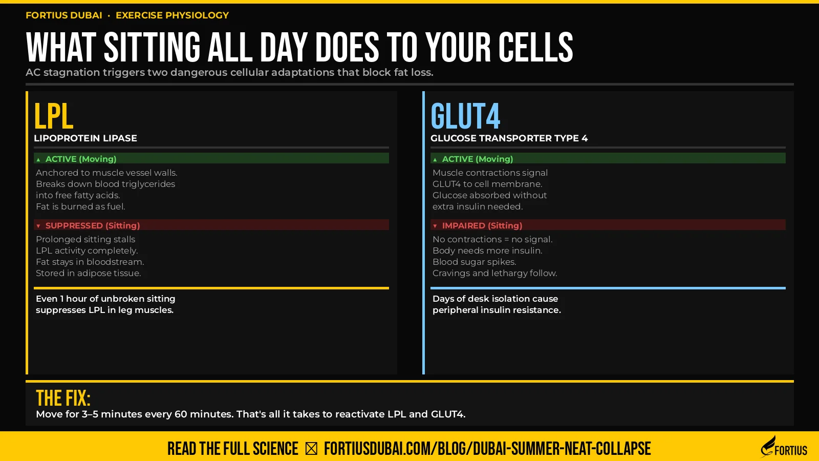 LPL and GLUT4 cellular mechanism infographic — how prolonged sitting suppresses fat-burning enzymes and causes insulin resistance. Fortius Dubai exercise physiology.